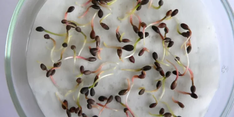 Las fluctuaciones repentinas de temperatura son muy peligrosas para la calidad de las semillas de pino silvestre