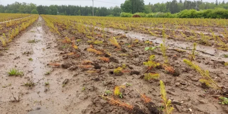 Los cambios climáticos repentinos son desfavorables para el bosque: los árboles son más atacados por las plagas, se empobrecen