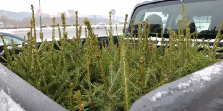 Los silvicultores aconsejan sobre cómo lidiar con el árbol de Navidad después de las vacaciones.