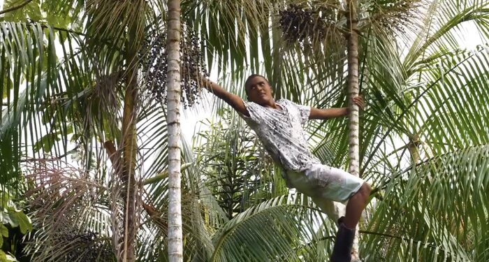 Los agricultores en Brasil están arriesgando sus vidas para cosechar açaí —  pero se han quedado fuera de las ganancias de la popularidad de la baya de moda