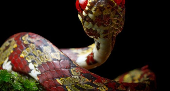 Los biólogos encontraron 5 nuevas especies de serpientes y Leonardo DiCaprio nombró a una que produce un «olor a almizcle y desagradable» en honor a su madre.