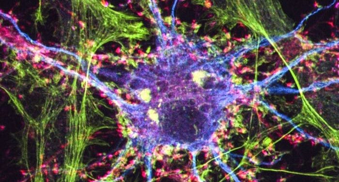 Un nuevo estudio revela cómo los psicodélicos pueden remodelar físicamente nuestros cerebros para ayudar a combatir la depresión