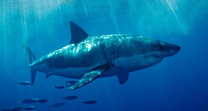 La costa del sur de California se está convirtiendo en un punto de acceso para los grandes tiburones blancos